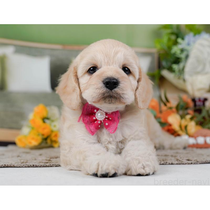 販売中の神奈川県のコッカプー:アメリカンコッカースパニエル×トイプードル-448218の9枚目