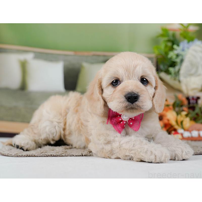 販売中の神奈川県のコッカプー:アメリカンコッカースパニエル×トイプードル-448218の8枚目