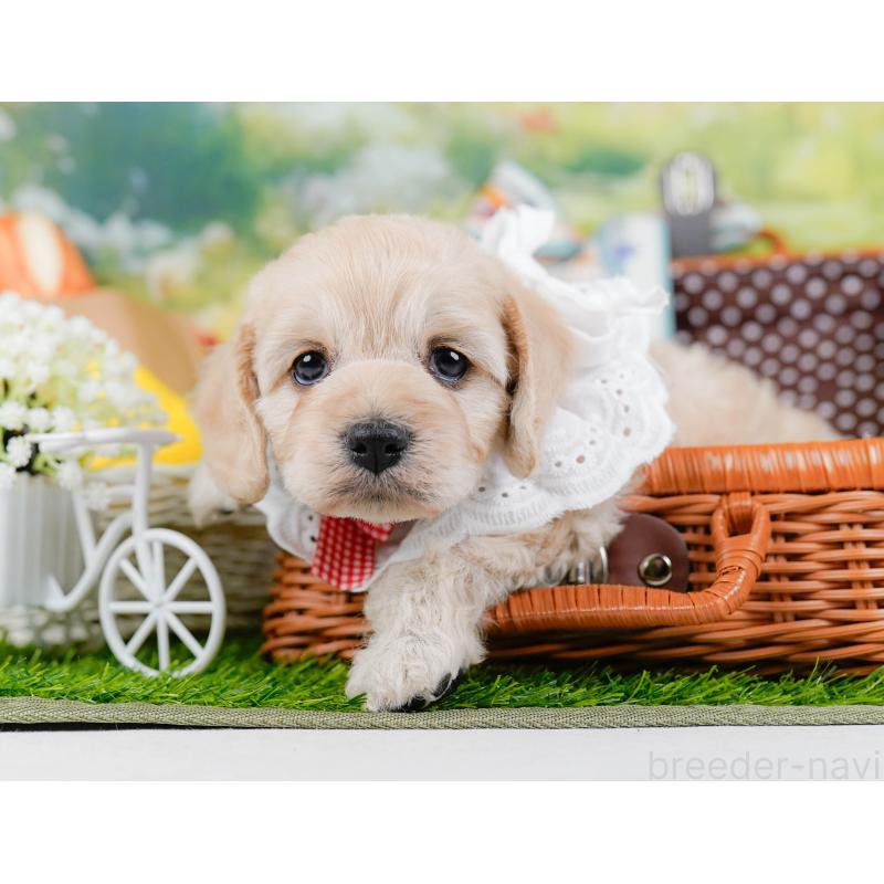 販売中の神奈川県のコッカプー:アメリカンコッカースパニエル×トイプードル-448218の6枚目