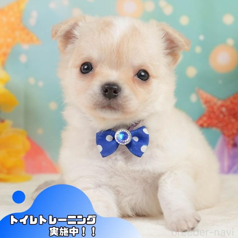 販売中の静岡県のチワワ(ロングコート)-448178