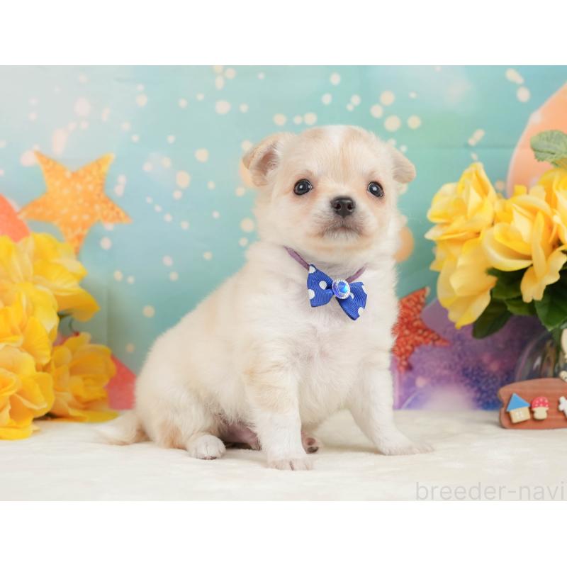 販売中の静岡県のチワワ(ロングコート)-448178の9枚目