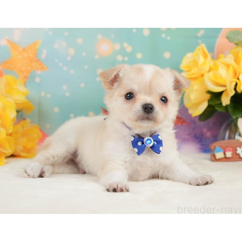 販売中の静岡県のチワワ(ロングコート)-448178の8枚目