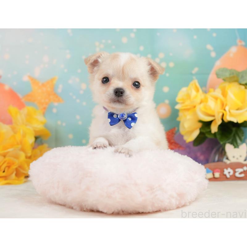 販売中の静岡県のチワワ(ロングコート)-448178の7枚目