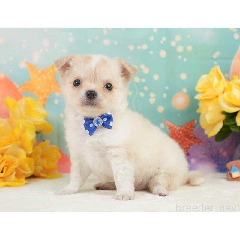 販売中の静岡県のチワワ(ロングコート)-448178の6枚目