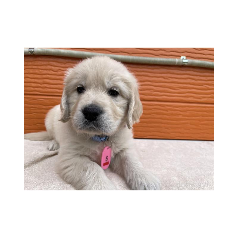 販売中の茨城県のゴールデンレトリーバー-447963の8枚目