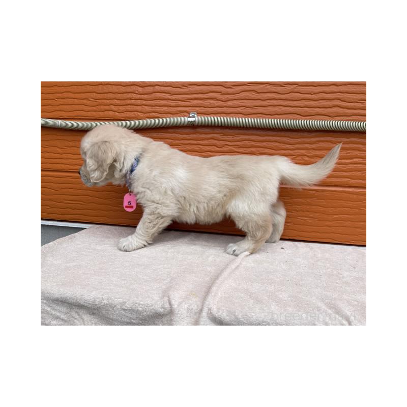 販売中の茨城県のゴールデンレトリーバー-447963の7枚目