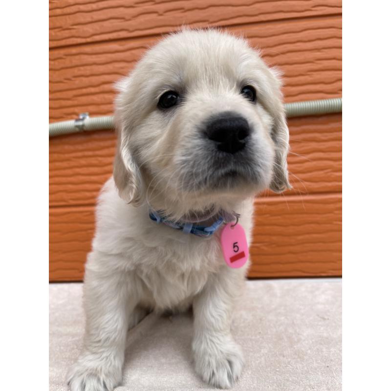 販売中の茨城県のゴールデンレトリーバー-447963の6枚目