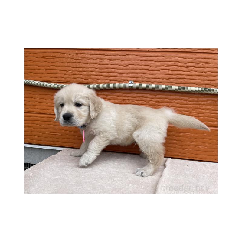 販売中の茨城県のゴールデンレトリーバー-447963の4枚目