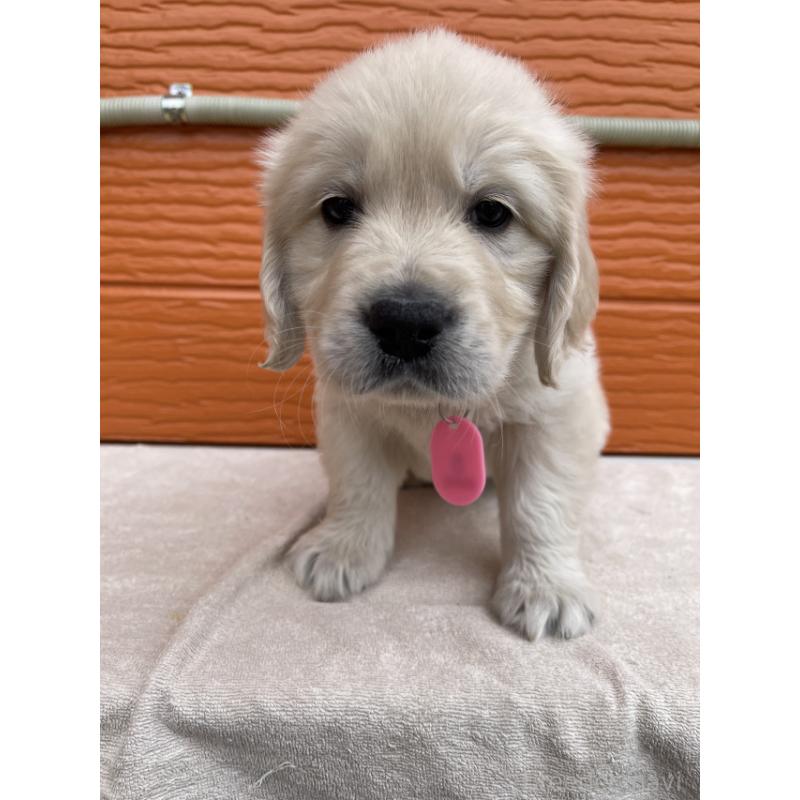 販売中の茨城県のゴールデンレトリーバー-447963の3枚目