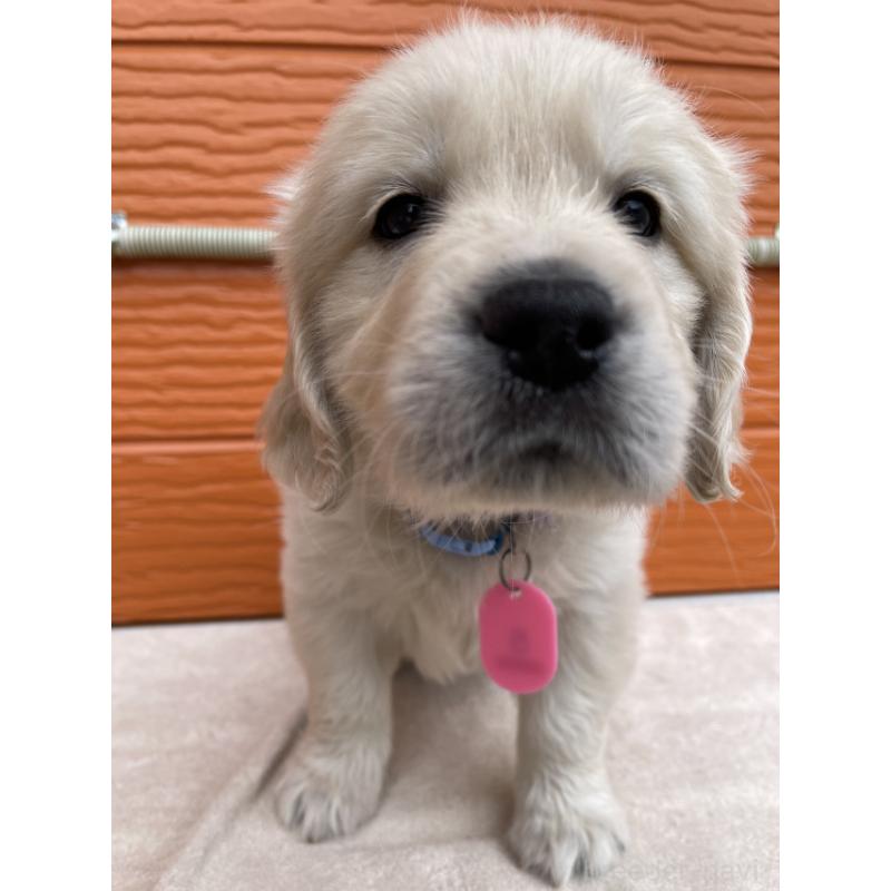 販売中の茨城県のゴールデンレトリーバー-447963の2枚目