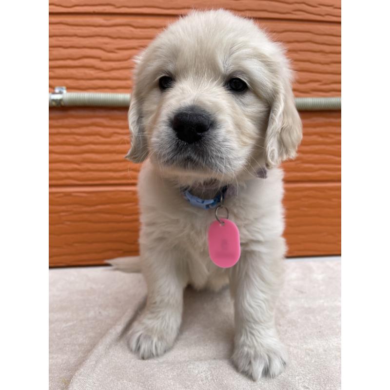 販売中の茨城県のゴールデンレトリーバー-447963