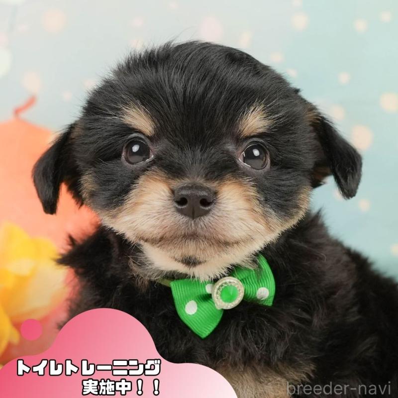 販売中の静岡県のミックス犬-448164