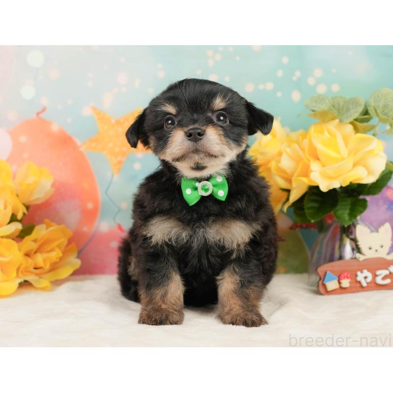 販売中の静岡県のミックス犬-448164の12枚目