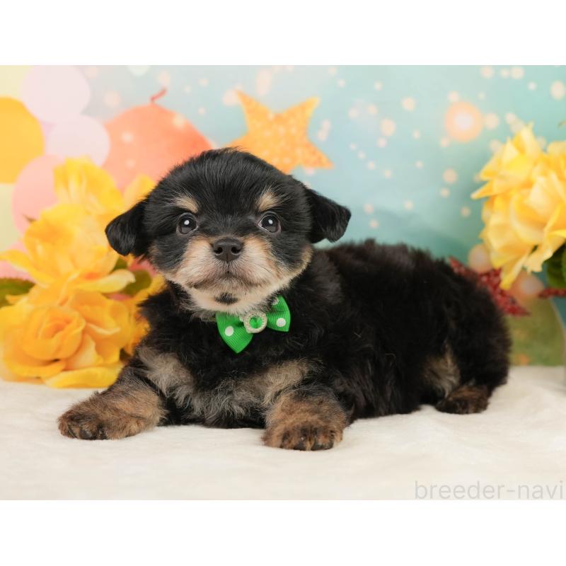 販売中の静岡県のミックス犬-448164の11枚目