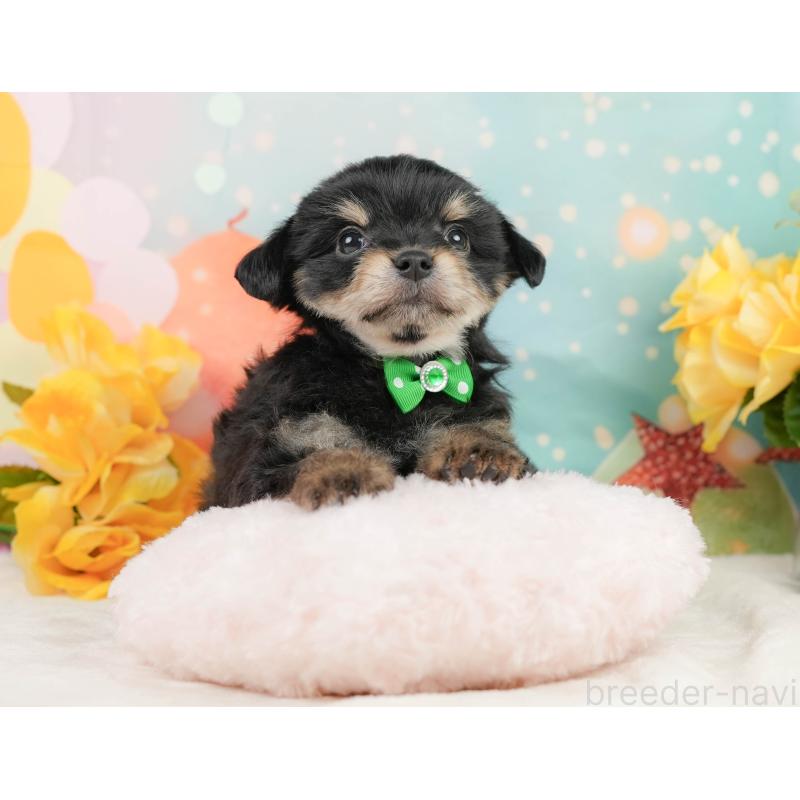 販売中の静岡県のミックス犬-448164の8枚目