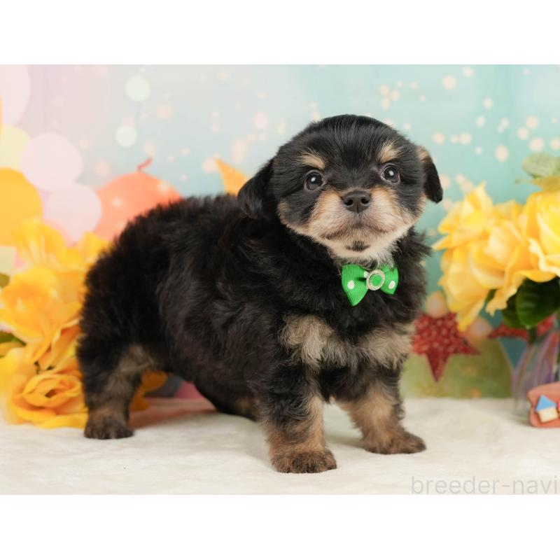 販売中の静岡県のミックス犬-448164の6枚目