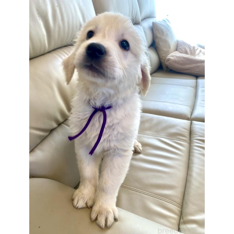 商談中の東京都のゴールデンレトリーバー-440375の12枚目