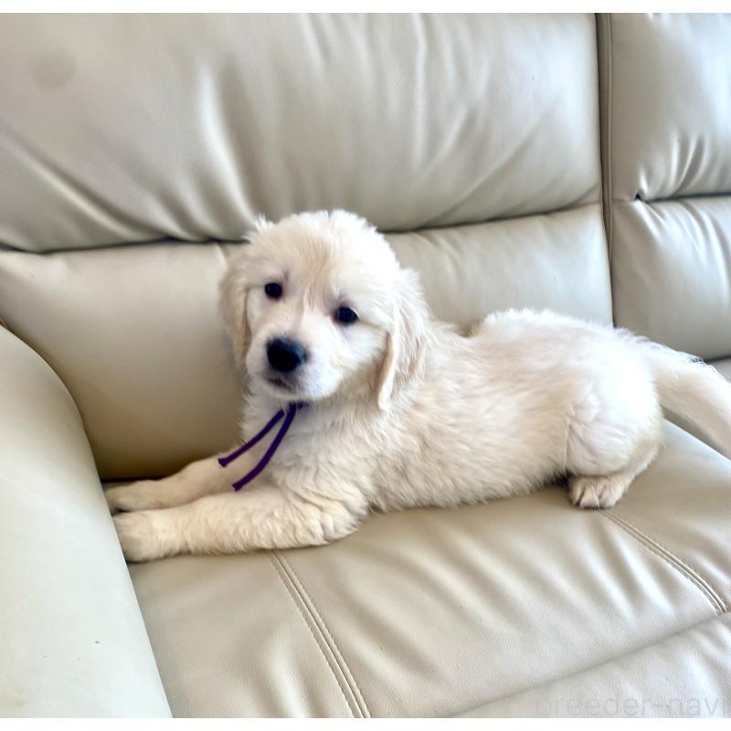 商談中の東京都のゴールデンレトリーバー-440375の11枚目