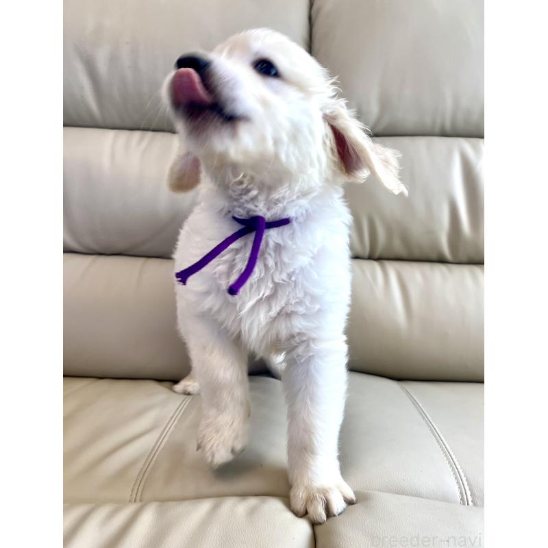 商談中の東京都のゴールデンレトリーバー-440375の10枚目