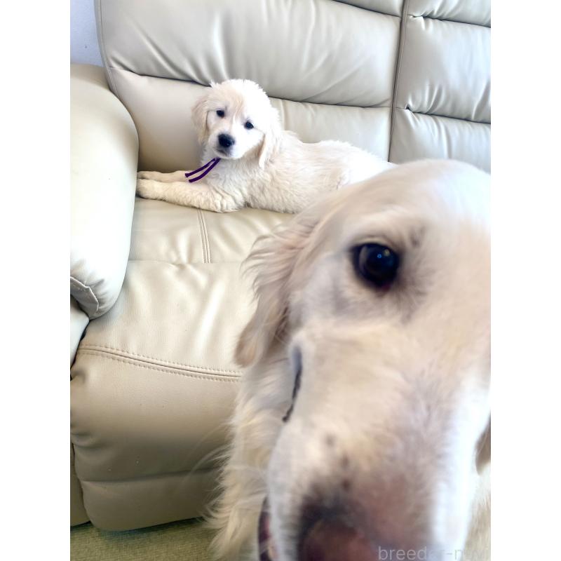 商談中の東京都のゴールデンレトリーバー-440375の9枚目