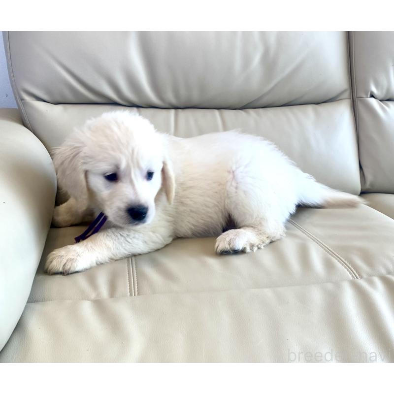 商談中の東京都のゴールデンレトリーバー-440375の7枚目