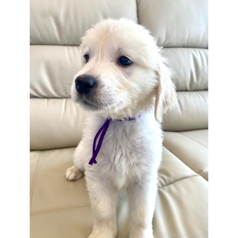 商談中の東京都のゴールデンレトリーバー-440375の1枚目