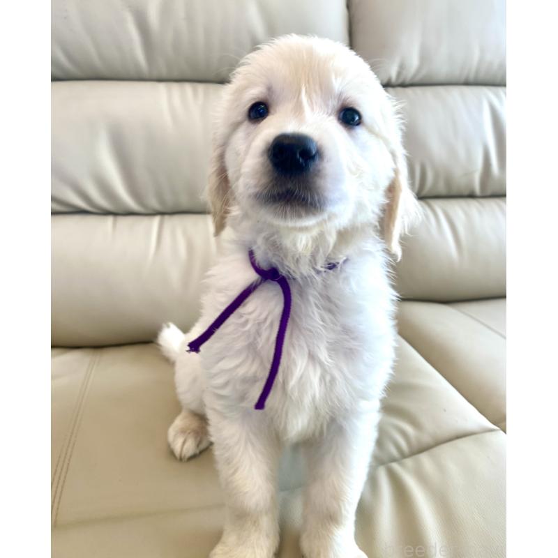 商談中の東京都のゴールデンレトリーバー-440375の6枚目