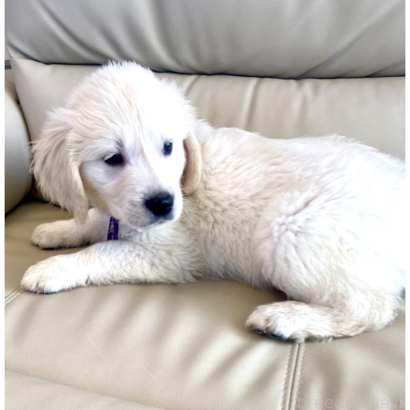 商談中の東京都のゴールデンレトリーバー-440375の5枚目