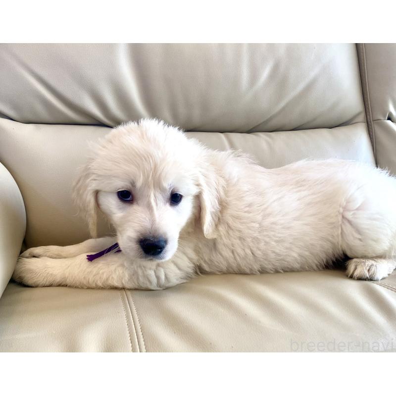 商談中の東京都のゴールデンレトリーバー-440375の4枚目