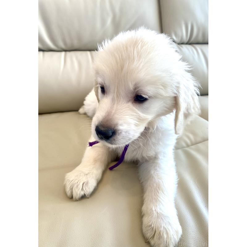 商談中の東京都のゴールデンレトリーバー-440375の3枚目