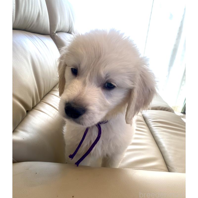 商談中の東京都のゴールデンレトリーバー-440375の2枚目