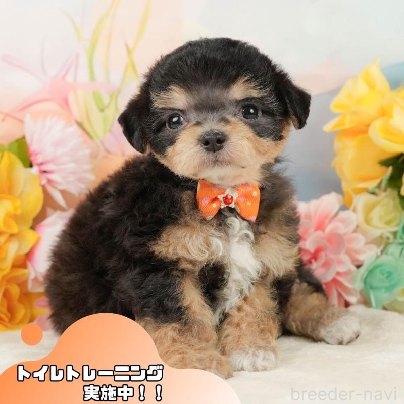 商談中の静岡県のミックス犬-448126の1枚目