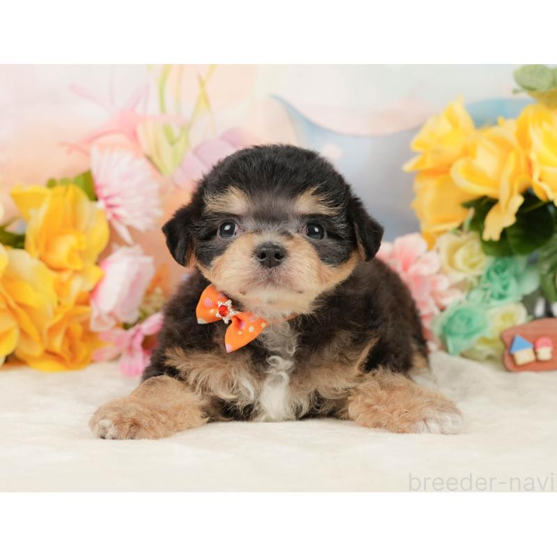 商談中の静岡県のミックス犬-448126の9枚目