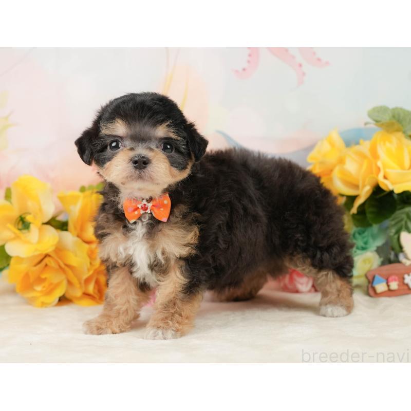 商談中の静岡県のミックス犬-448126の8枚目