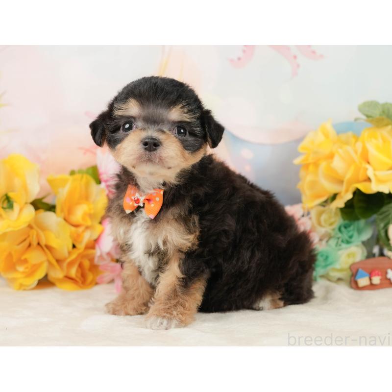 商談中の静岡県のミックス犬-448126の7枚目