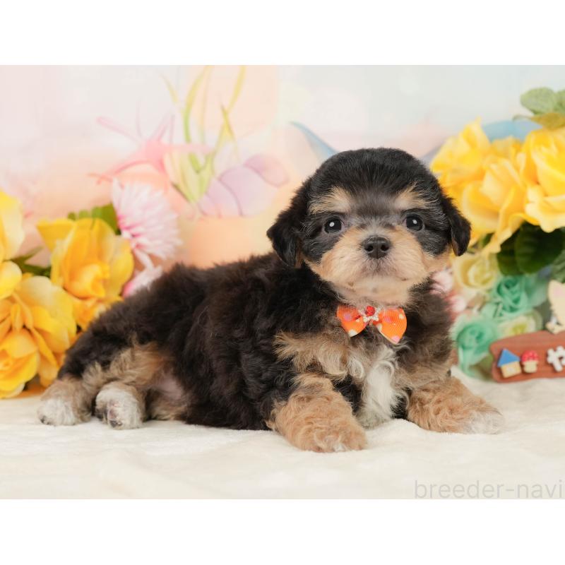 商談中の静岡県のミックス犬-448126の5枚目