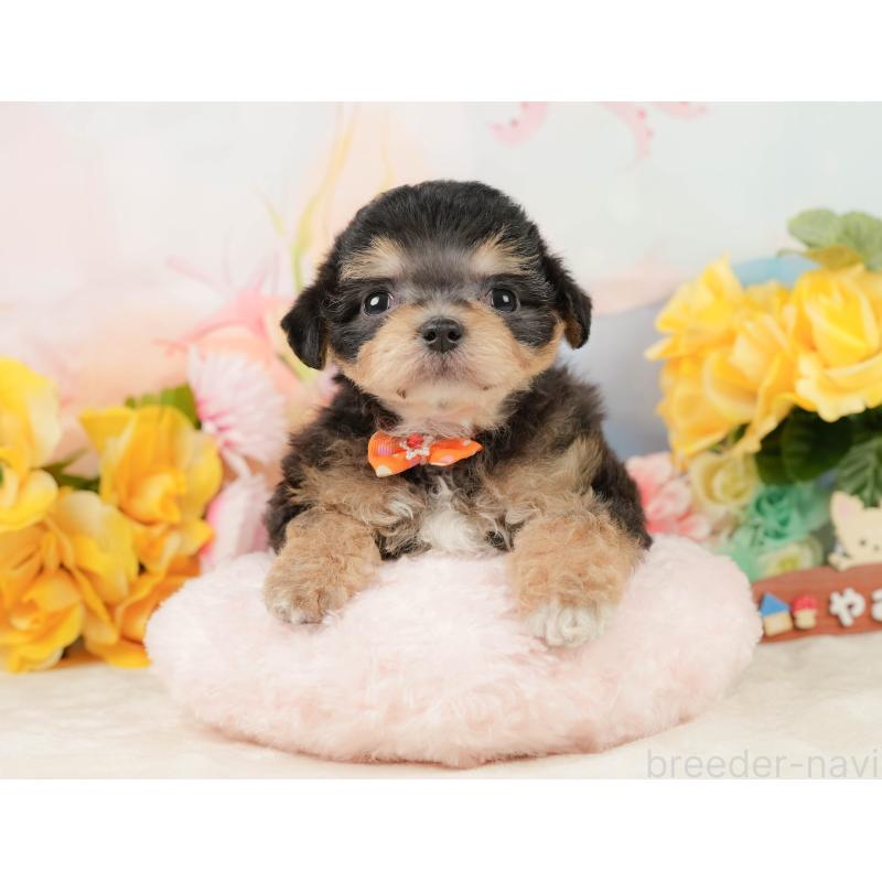 商談中の静岡県のミックス犬-448126の4枚目