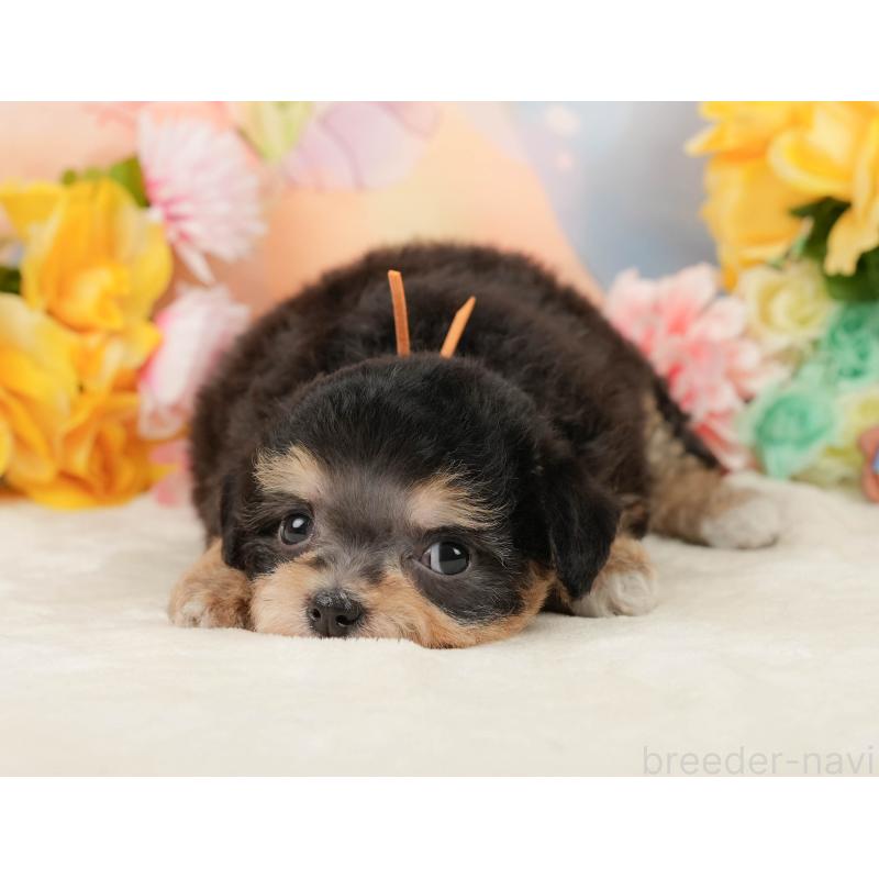 商談中の静岡県のミックス犬-448126の3枚目