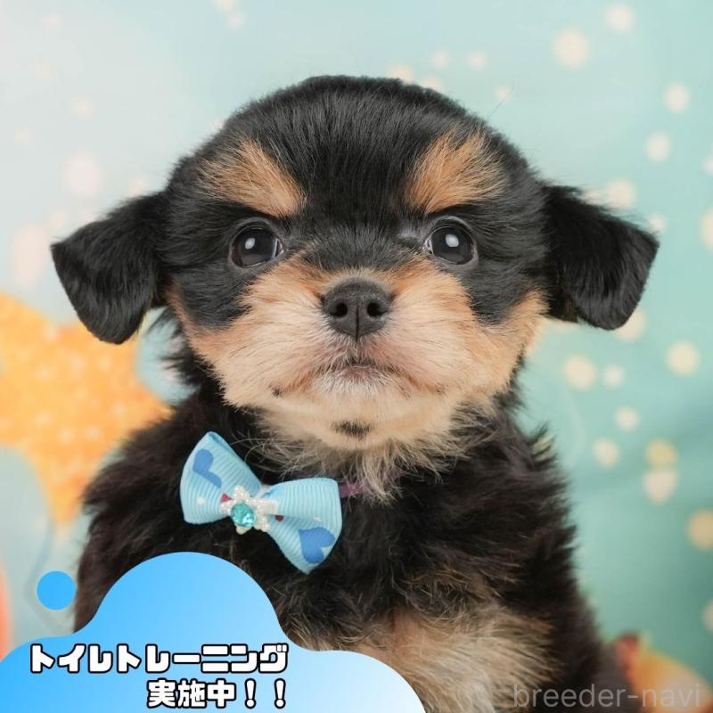 販売中の静岡県のミックス犬-448162