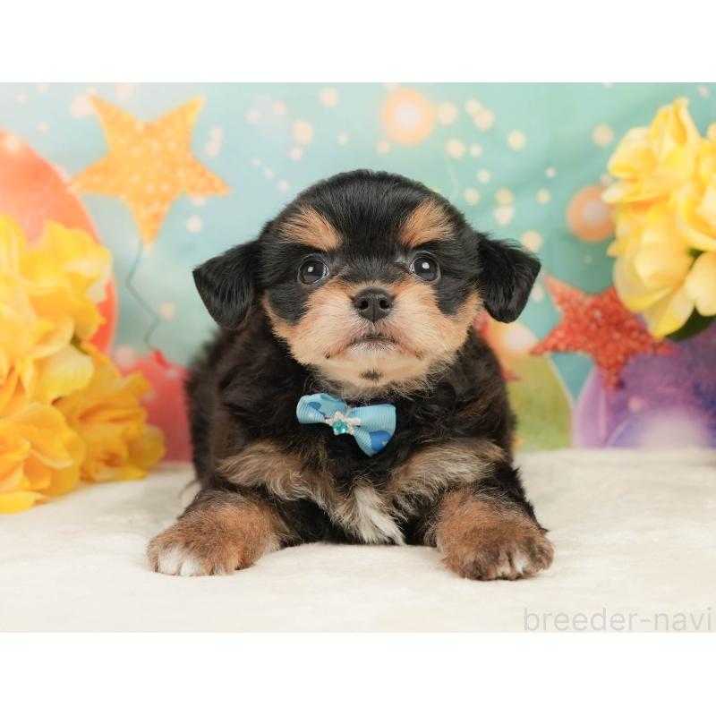 販売中の静岡県のミックス犬-448162の12枚目