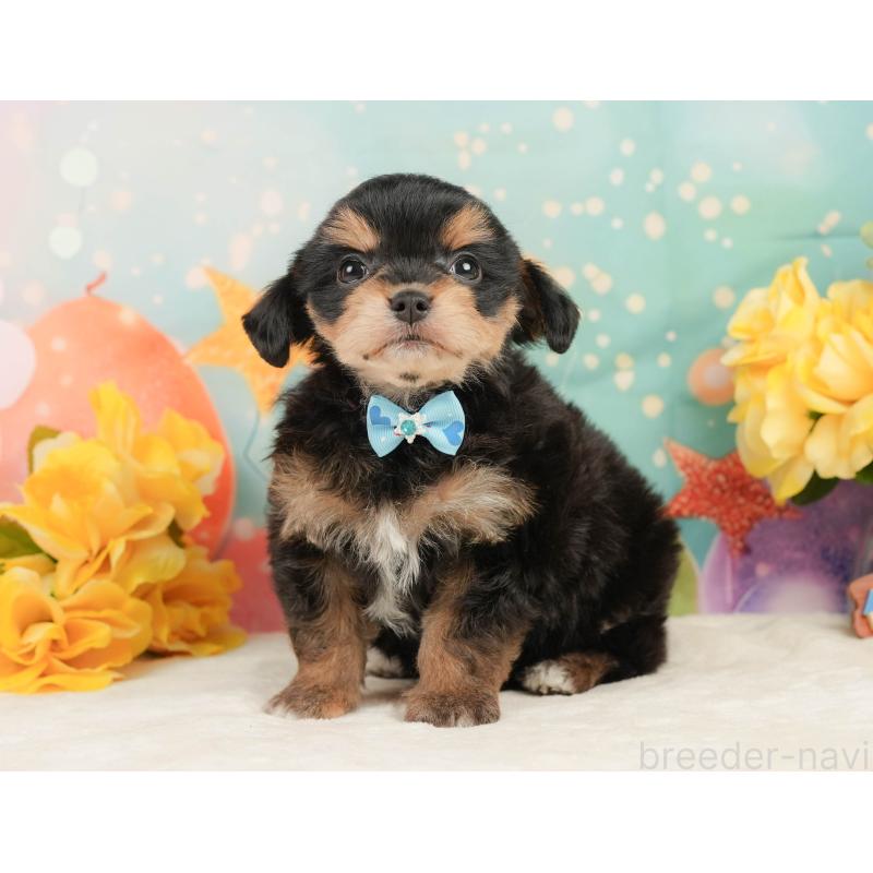 販売中の静岡県のミックス犬-448162の11枚目