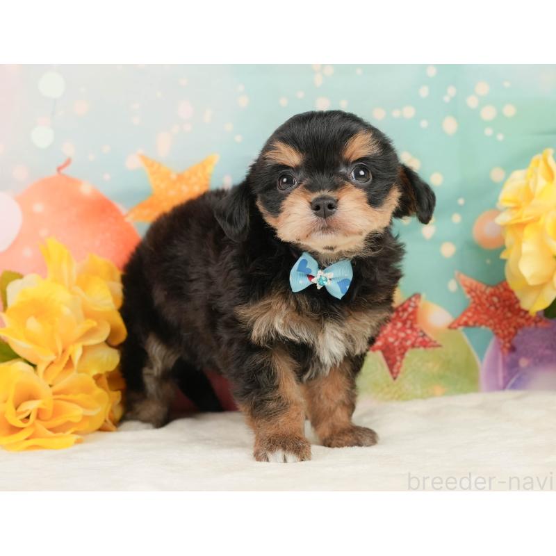 販売中の静岡県のミックス犬-448162の10枚目