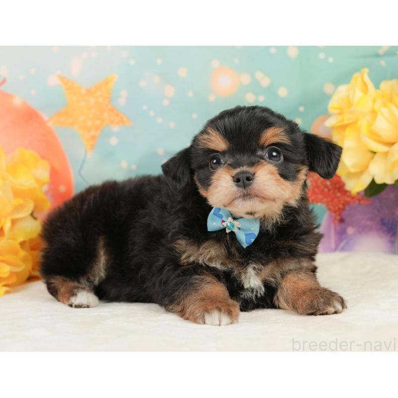 販売中の静岡県のミックス犬-448162の9枚目