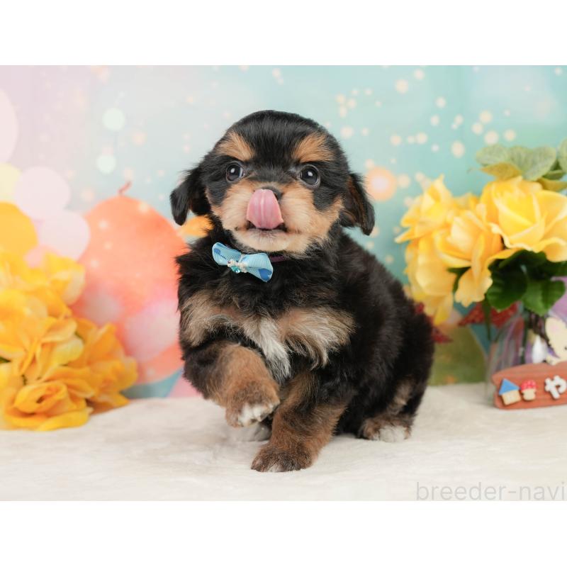 販売中の静岡県のミックス犬-448162の8枚目