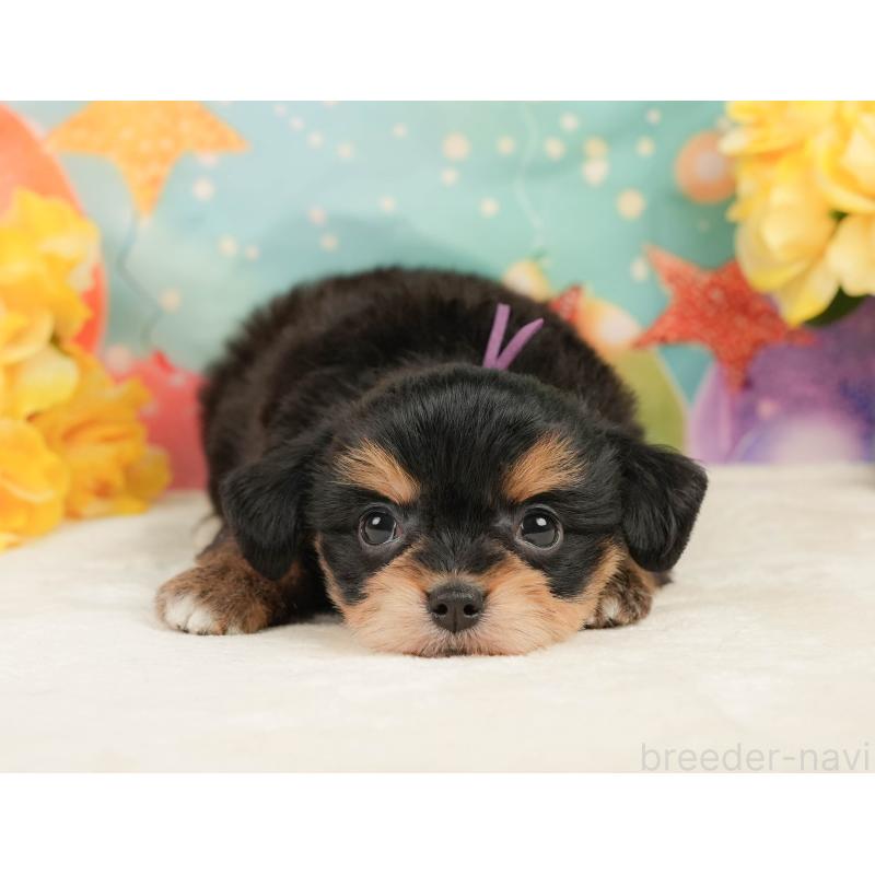 販売中の静岡県のミックス犬-448162の7枚目