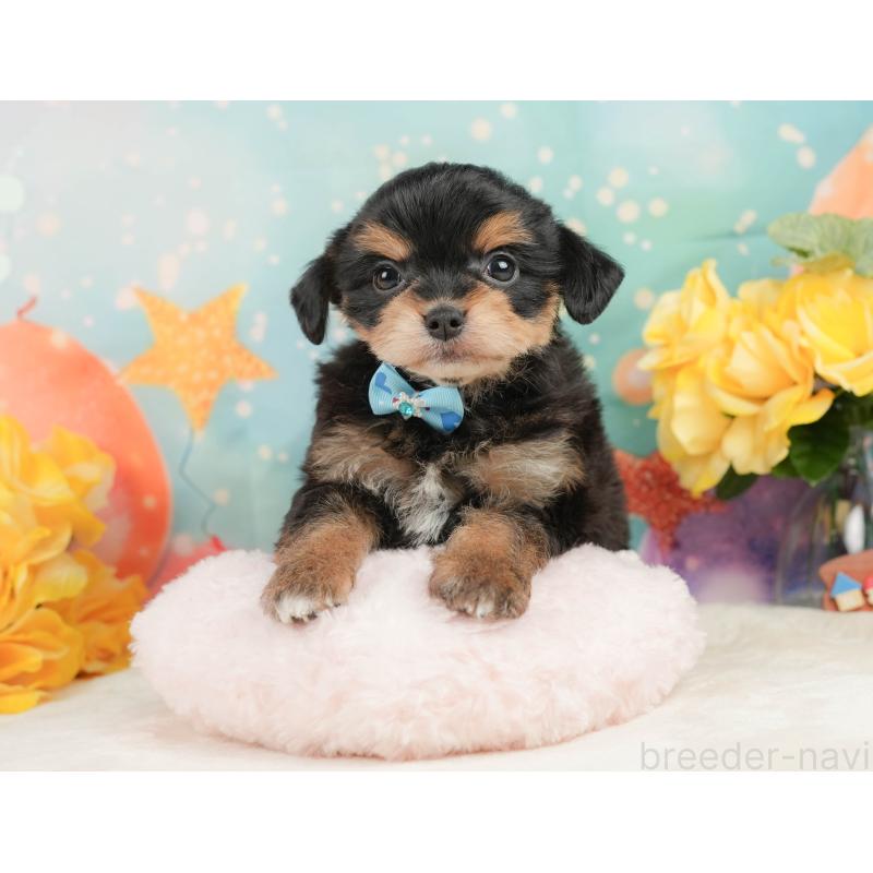 販売中の静岡県のミックス犬-448162の6枚目