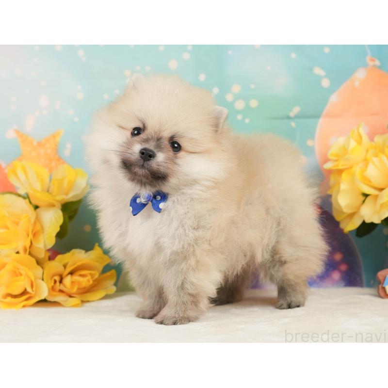 販売中の静岡県のポメラニアン-448155の12枚目