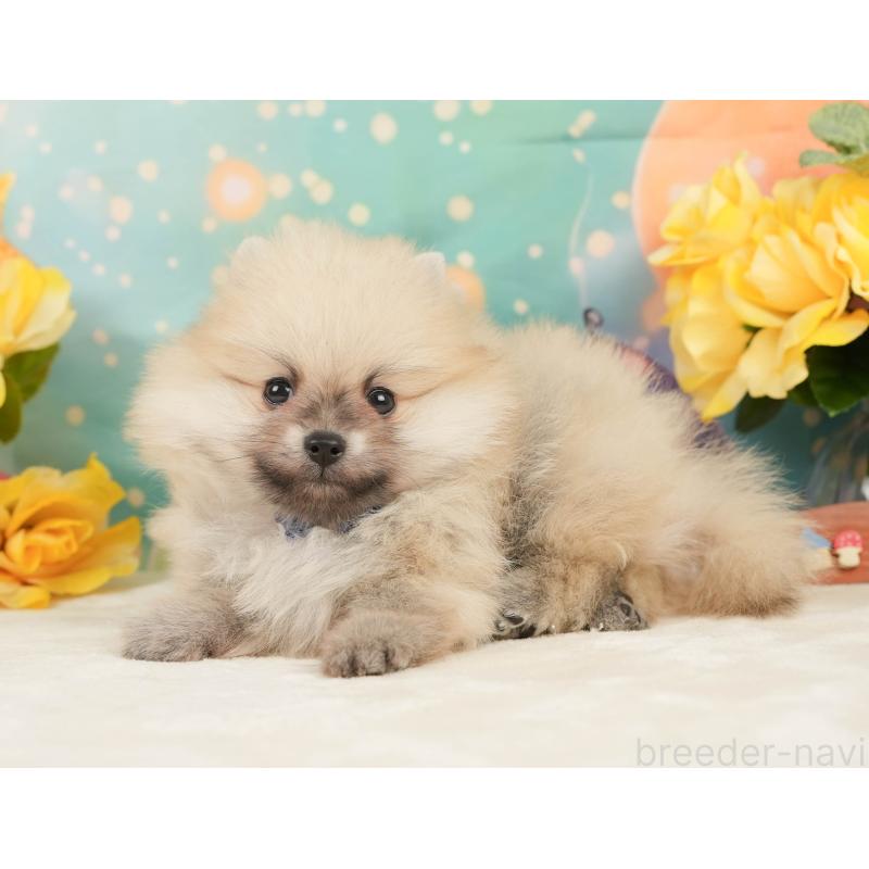 販売中の静岡県のポメラニアン-448155の11枚目