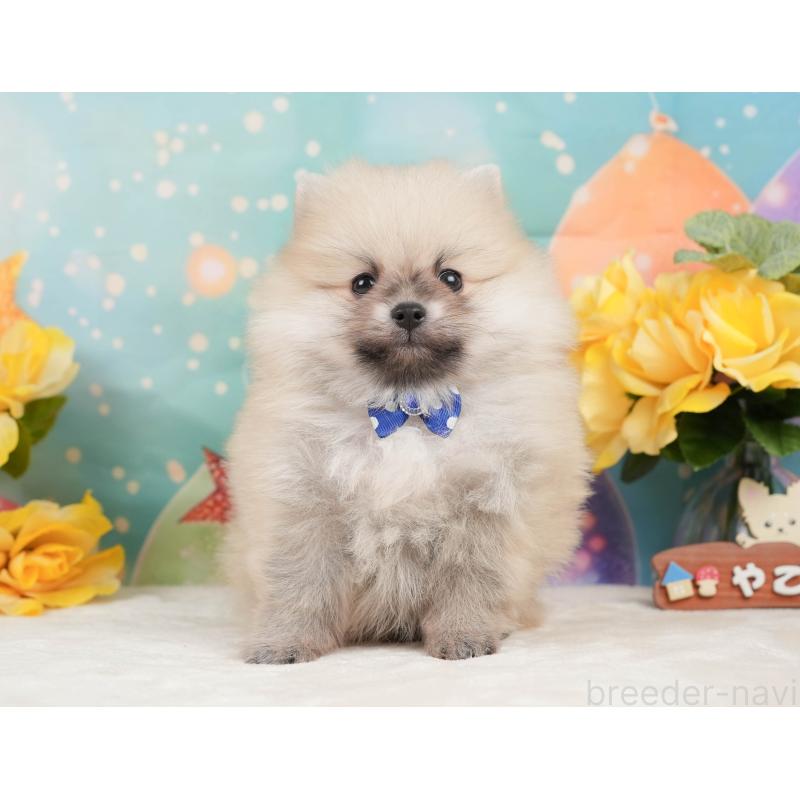 販売中の静岡県のポメラニアン-448155の9枚目