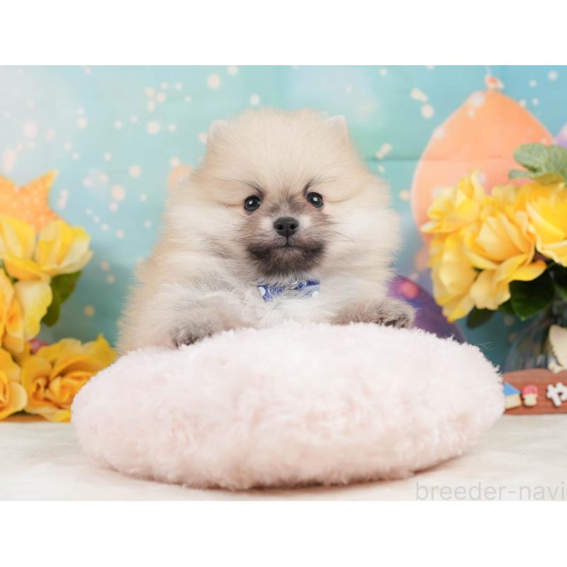 販売中の静岡県のポメラニアン-448155の8枚目